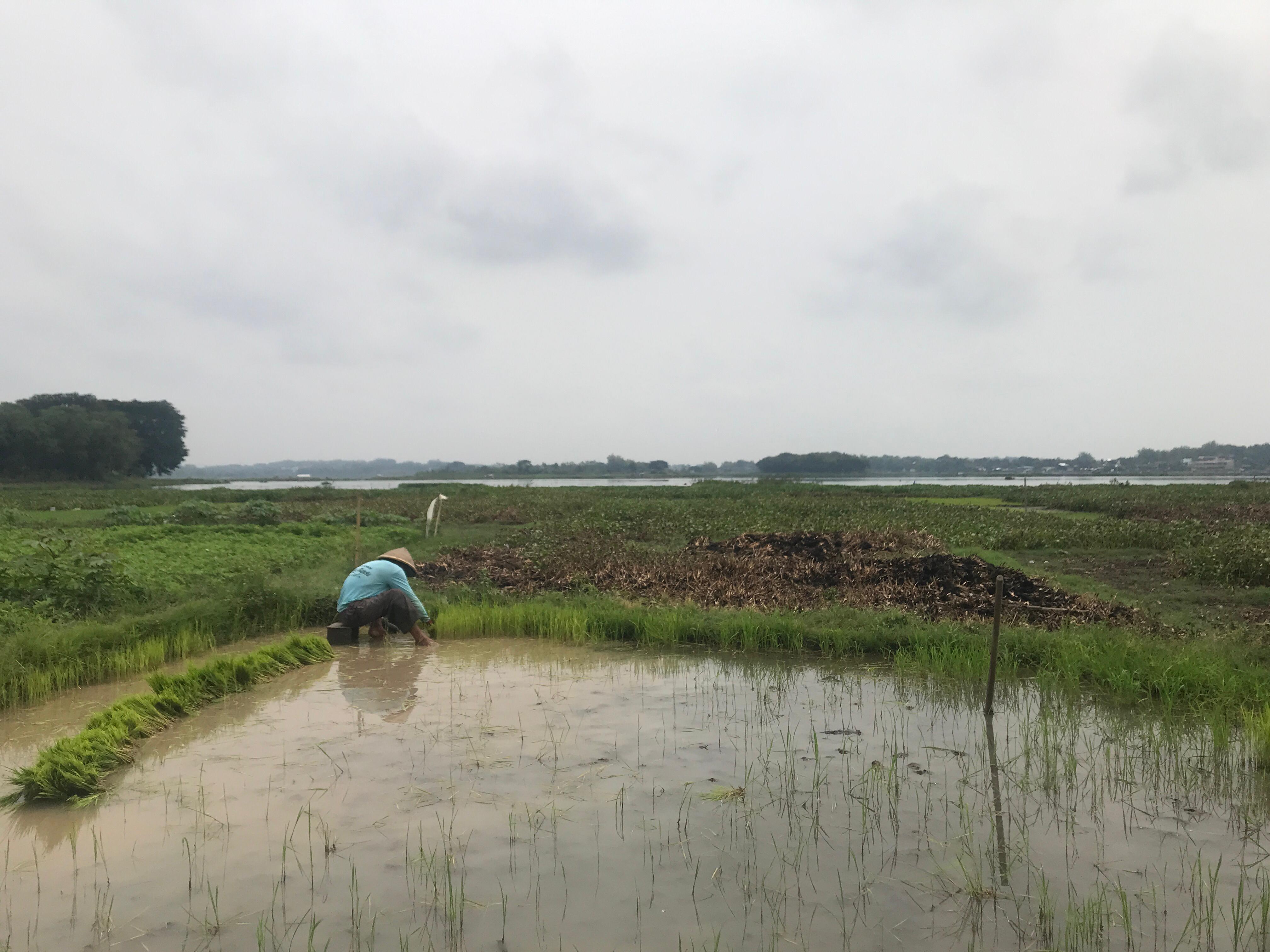 Petani tanami tepian Waduk Cengklik, Ngemplak, Boyolali dengan beragam tanaman.