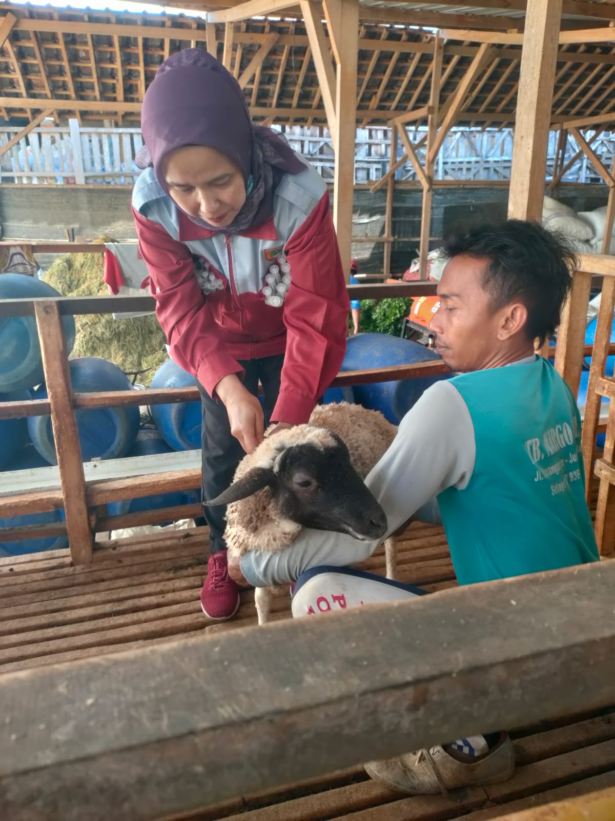 Petugas Dinas Pertanian dan Perikanan Sukoharjo suntikkan vaksin PMK ke ternak kambing di Kecamatan Polokarto.