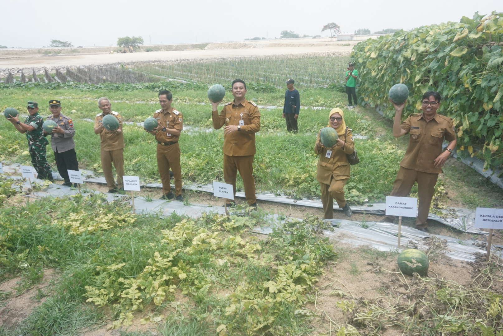 Bupati Klaten Hamenang Wajar Ismoyo bersama kades Demakijo lakukan panen raya perdana buah semangka, Selasa (7/10/2025). (Angga Purenda/Radar Solo)