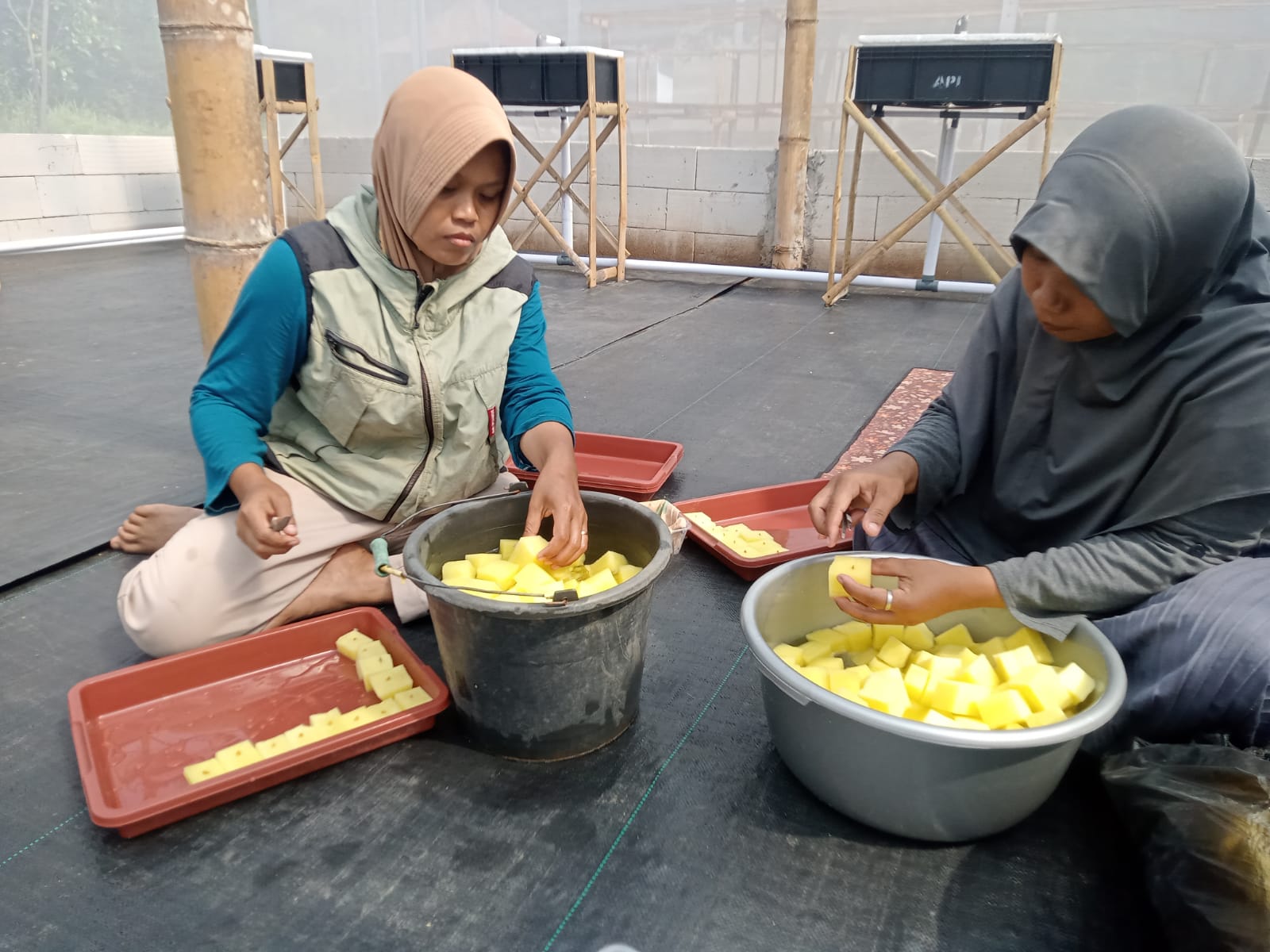 Budi daya melon menggunakan teknologi nutrient film technique (NFT) dengan memanfaatkan greenhouse modern di Desa Sanggang, Kecamatan Bulu, Selasa (7/10).