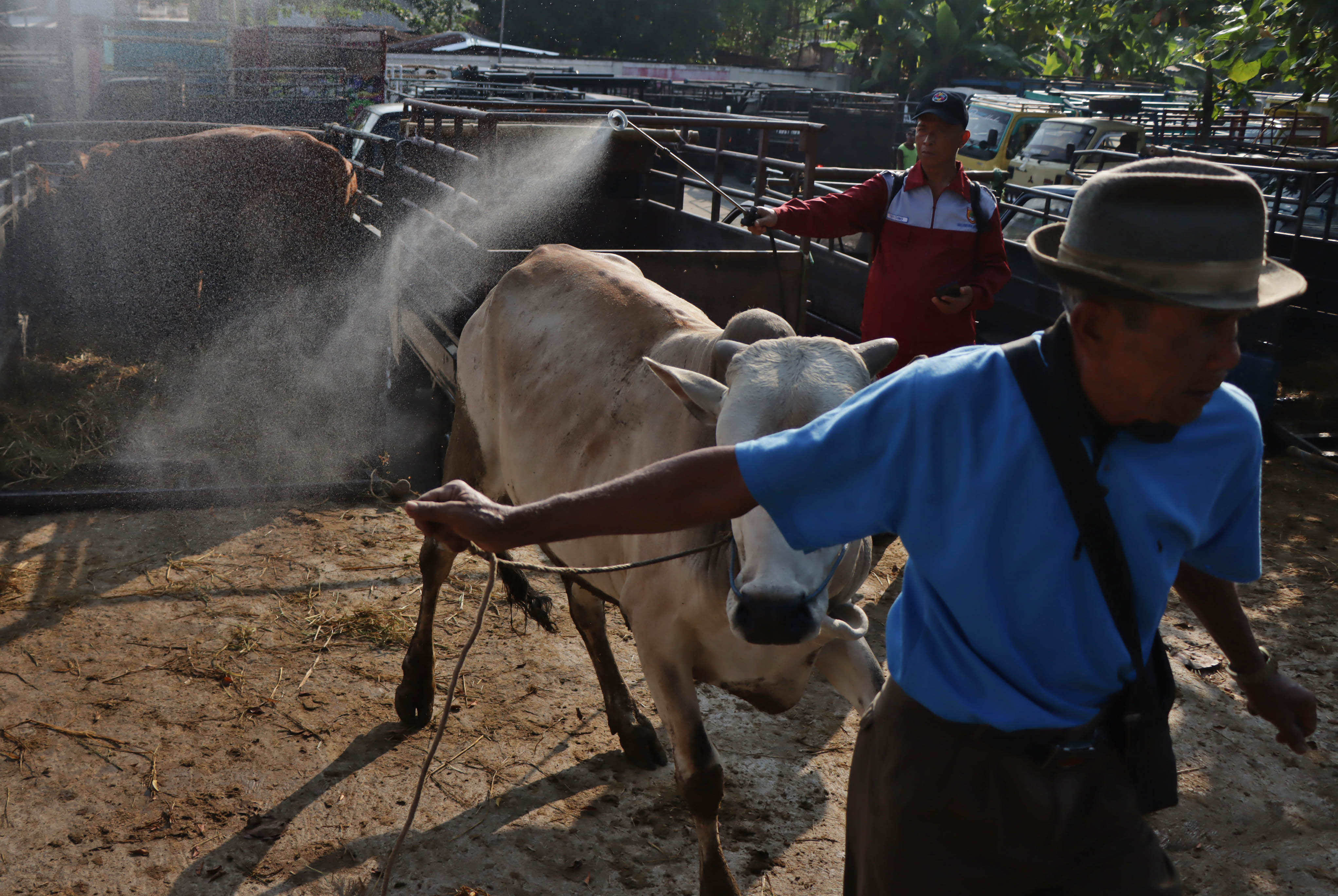Penyemprotan cairan disinfektan kepada ternak sapi di Pasar Hewan Bekonang, Kecamatan Mojolaban, Sukoharjo, belum lama ini.