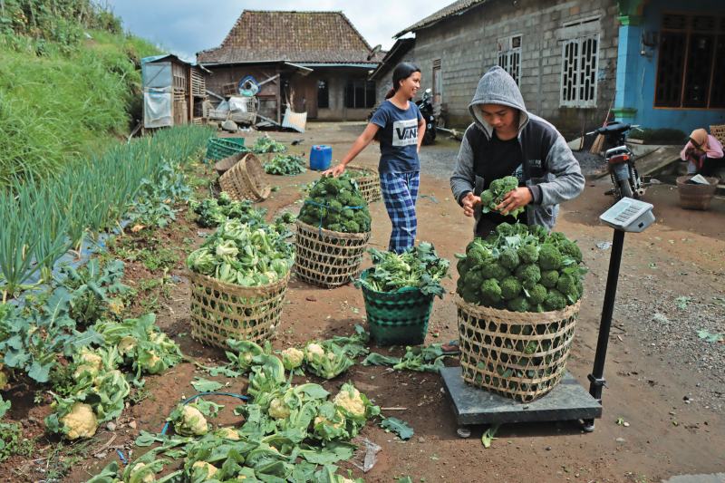 SAYURAN SEGAR: Aktivitas petani menimbang sayuran di Kecamatan Cepogo, Boyolali, belum lama ini. Pemkot Solo mendorong SPPG membeli bahan baku lokal dari pasar tradisional.