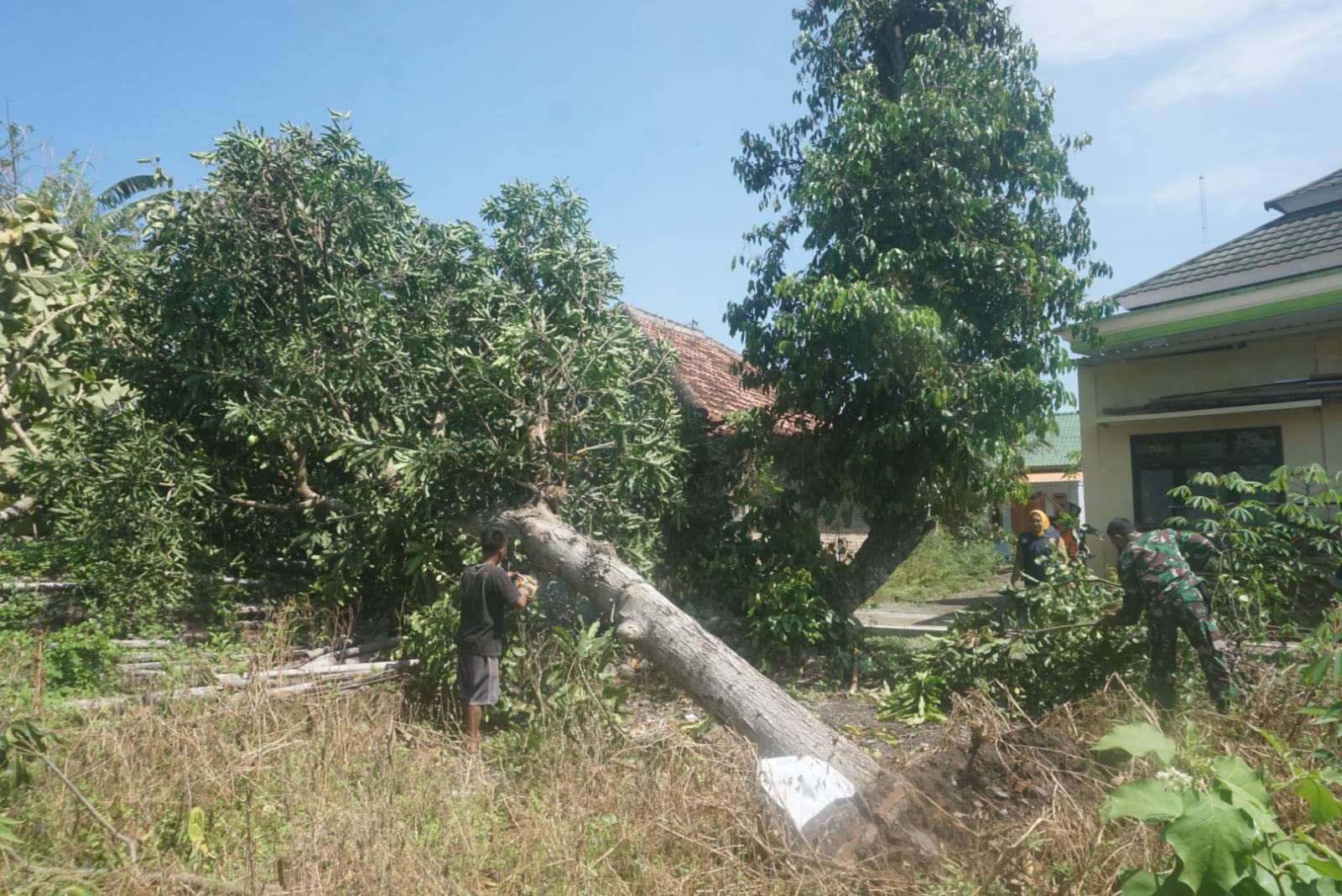 Penanganan terhadap pohon tumbang dan rumah yang mengalami kerusakan akibat diterjang angin kencang di Desa Ceporan, Kecamatan Gantiwarno, Klaten. (Angga Purenda/Radar Solo)