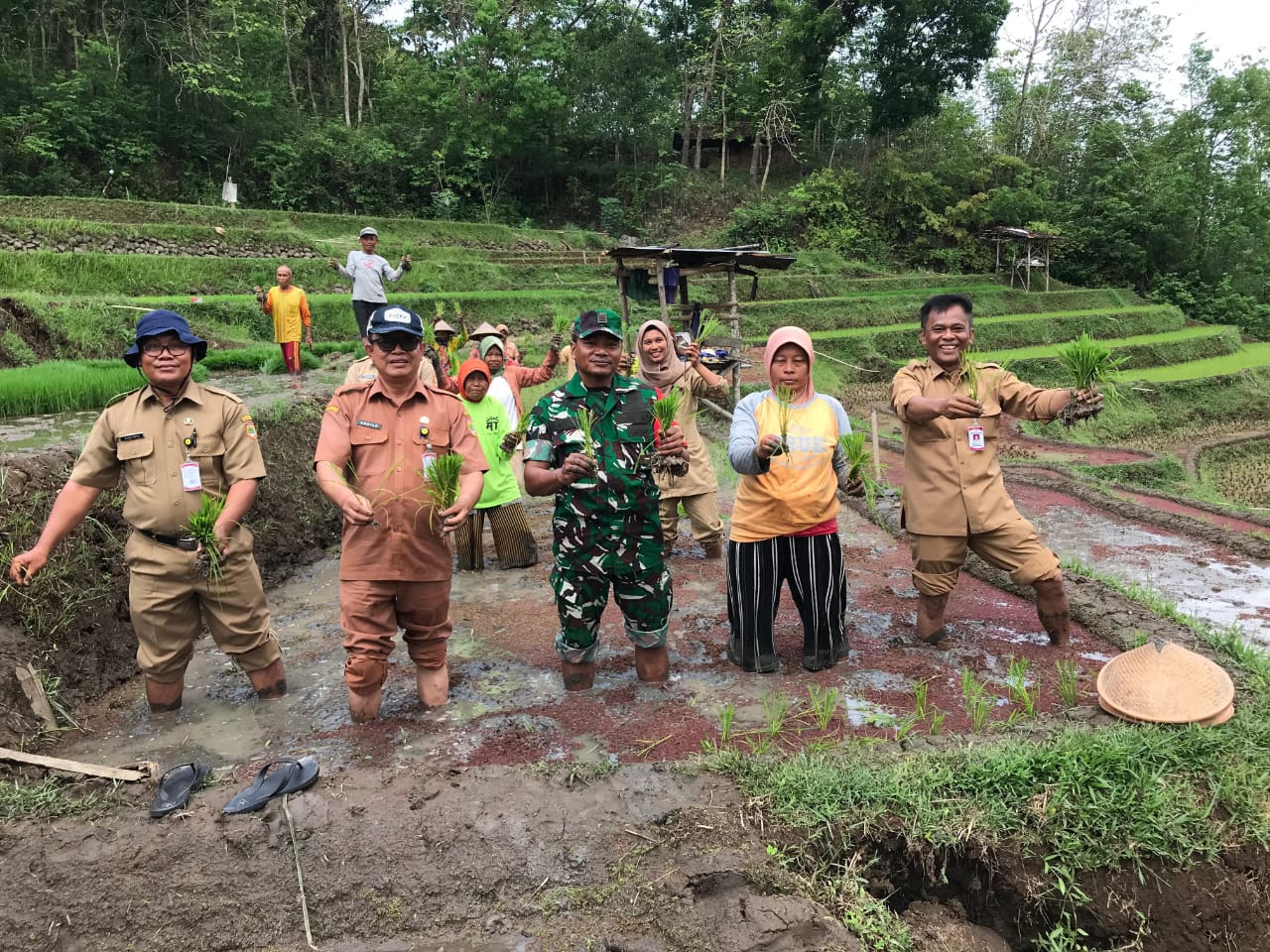 Penanaman perdana padi organik di Dusun Tawing, Desa Sanggang, Kecamatan Bulu, Sukoharjo, Selasa (21/10).