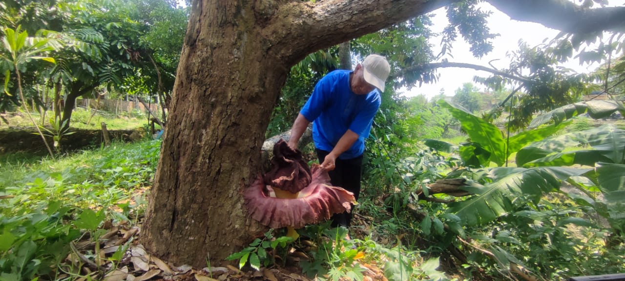 Penemuan bungai bangkai di perbatasan Desa Celep (Kedawung) dan Desa Jirapan (Masaran), Kabupaten Sragen, Selasa (21/10/2025). (Ahmad Khairudin/Radar Solo)