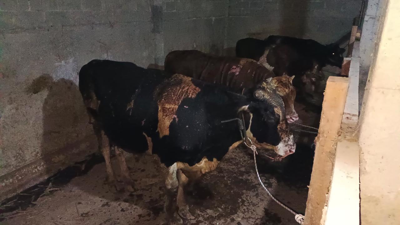 Kandang sapi di Selo, Boyolali terbakar saat masak komboran. Enam sapi luka bakar, kerugian ditaksir Rp170 juta.