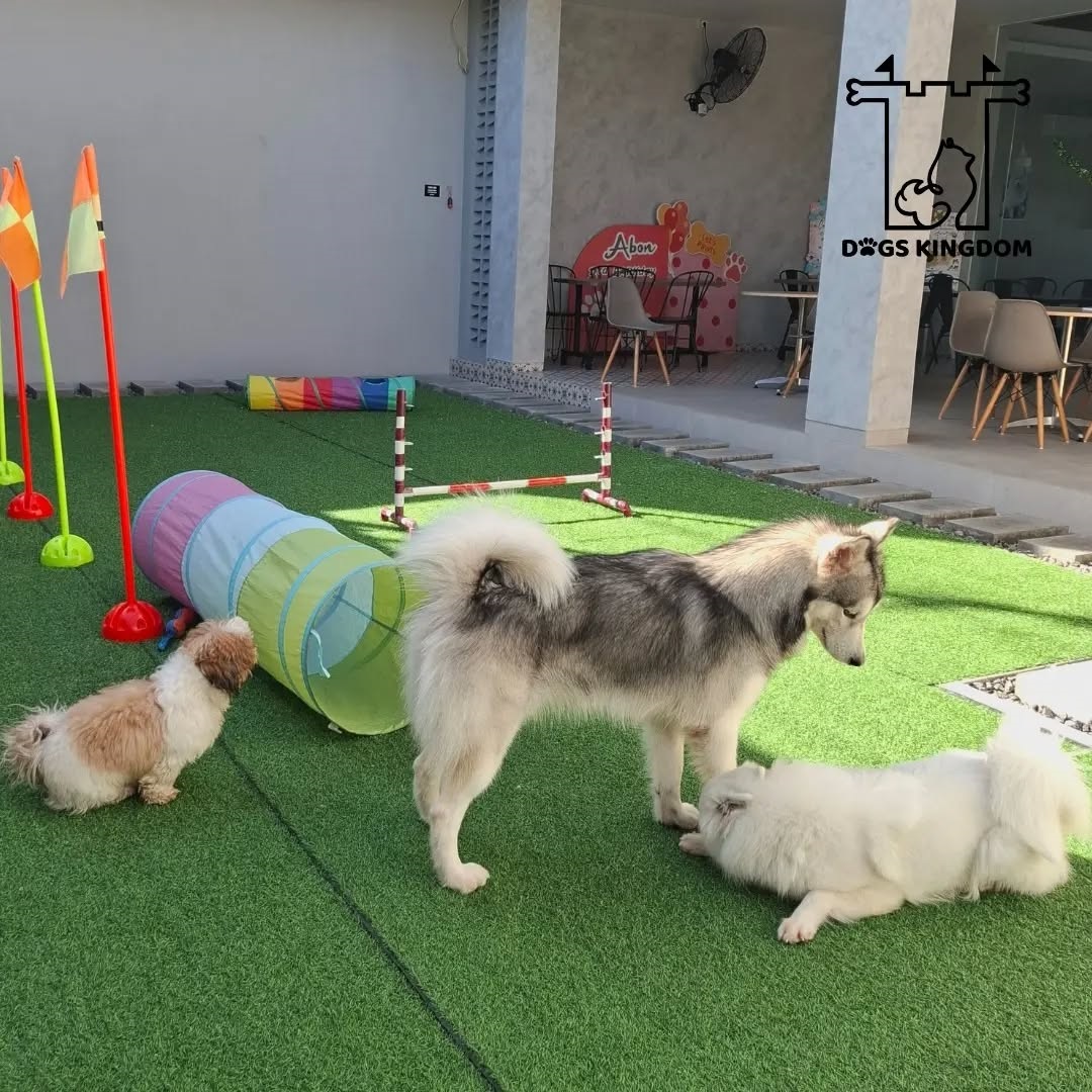 Dogs Kingdom Solo: Surga Pecinta Anabul! Kafe, Hotel, dan Grooming dalam Satu Tempat