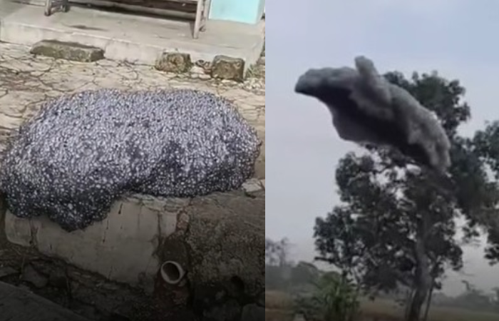 Viral busa hitam berbau menyengat terbang di langit Subang, Jabar.