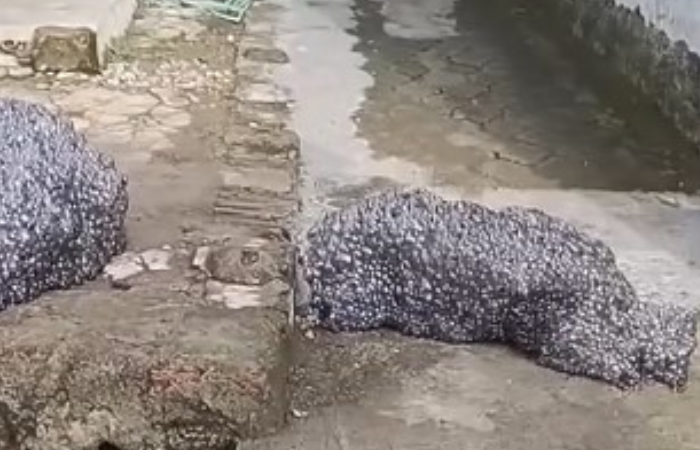 Viral busa hitam berbau menyengat yang beterbangan dan jatuh di permukiman warga di Subang.
