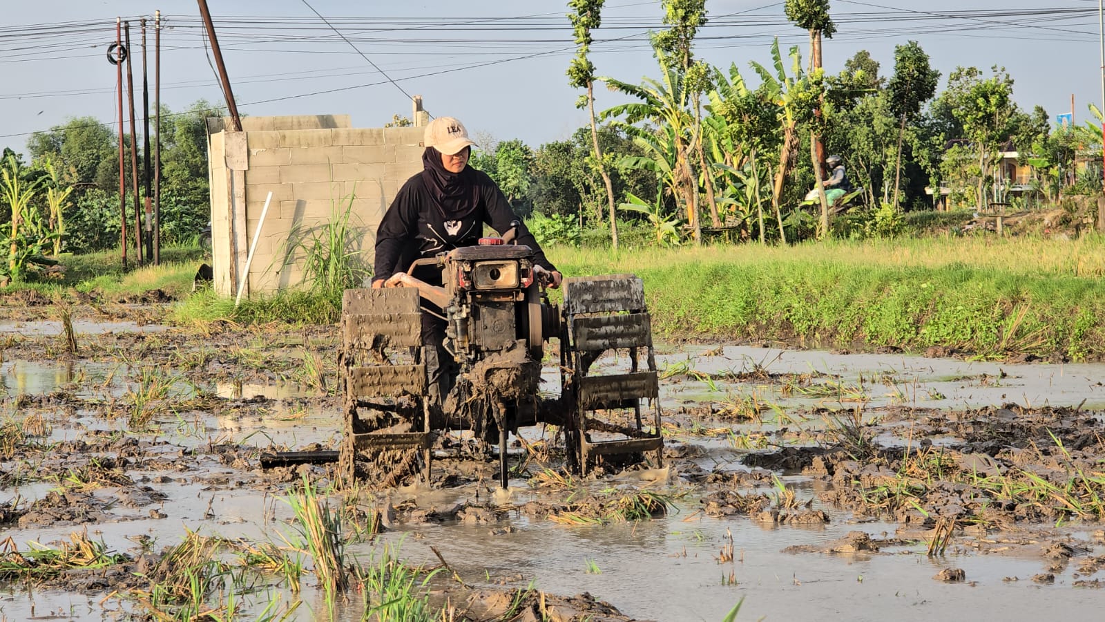 Vina Septia mengemudikan traktor di sawah untuk membantu orang tuanya. (Ist)  &nbsp;