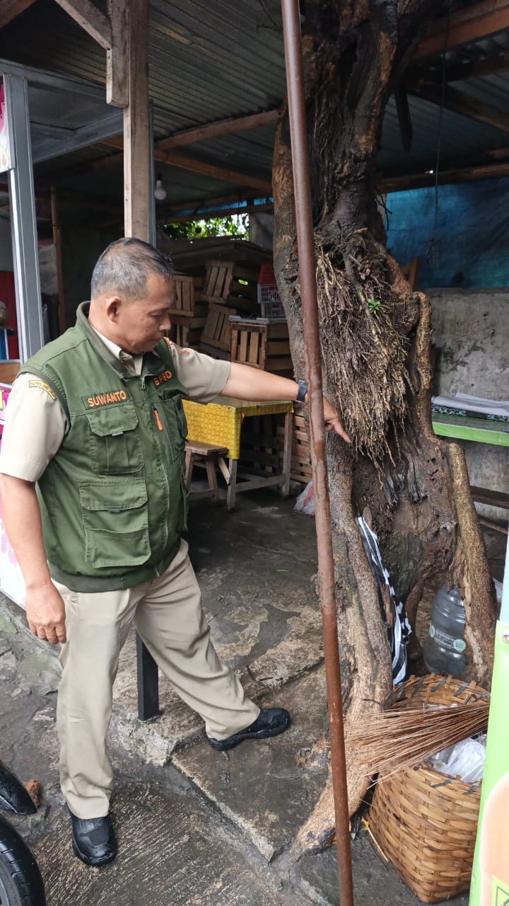 TERJUN: Petugas BPBD Sukoharjo memeriksa pohon yang lapuk dan berpotensi tumbang, kemarin (11/11).