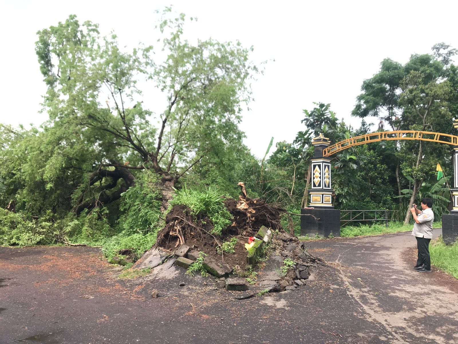 Pohon tumbang di kawasan Boyolali karena tak kuat menahan hempasan hujan deras dan angin kencang.