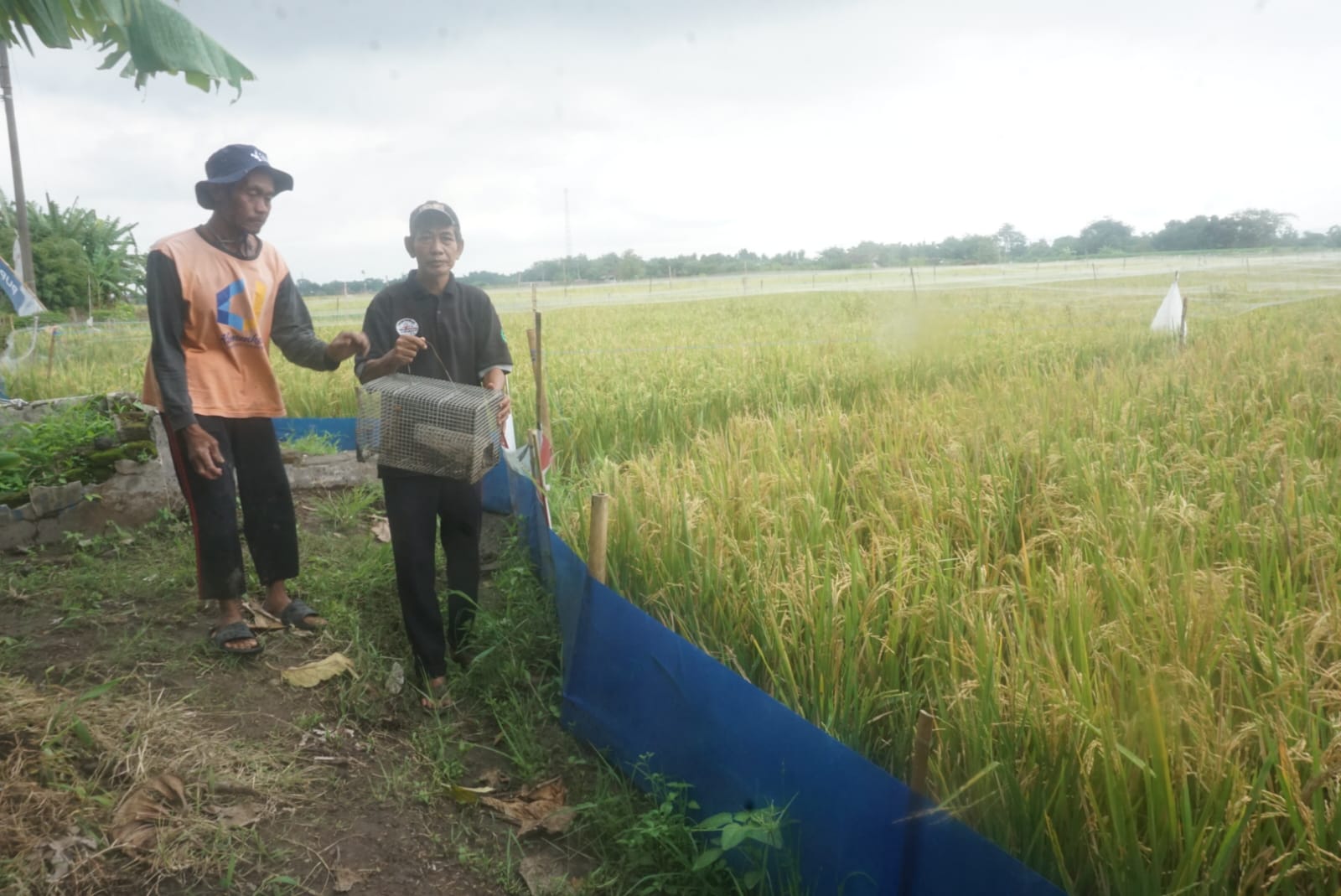Salah satu petani Desa Candirejo, Kecamatan Ngawen, Klaten yang memperlihatkan TBS untuk menekan serangan hama tikus. (Angga Purenda/Radar Solo)