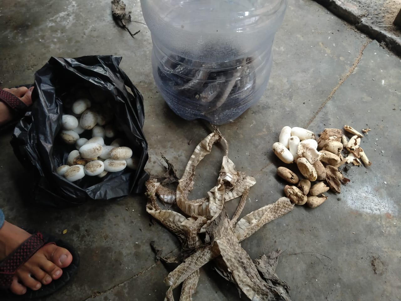 Proses evakuasi terhadap ular kobra Jawa di Desa Serenan, Kecamatan Juwiring, Klaten. (Dokumentasi Tim  Exalos)