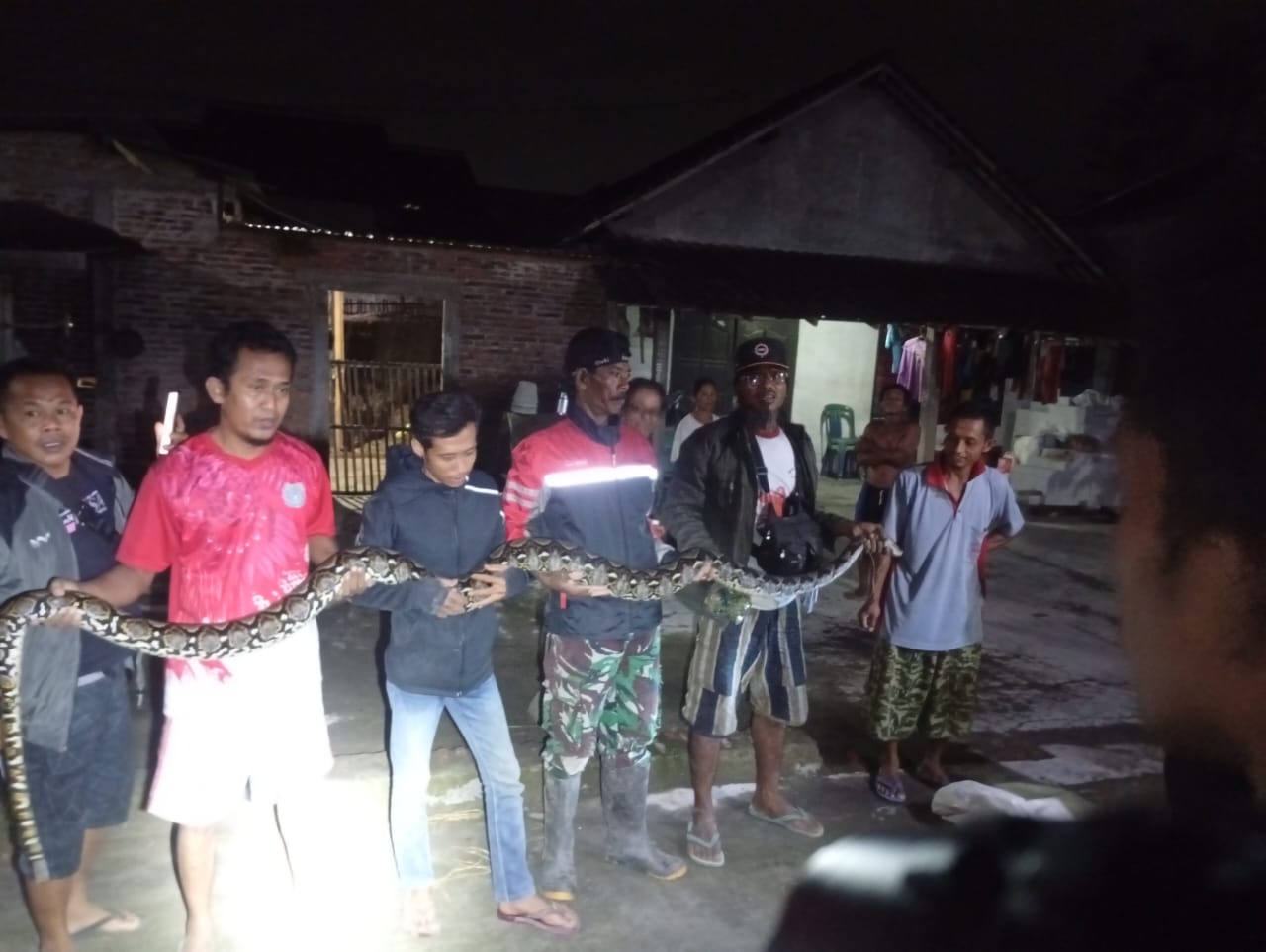 Evakuasi terhadap ular sanca kembang sepanjang 4 meter di Desa Tulas, Kecamatan Karangdowo, Klaten. (Dokumentasi Relawan Karangdowo)