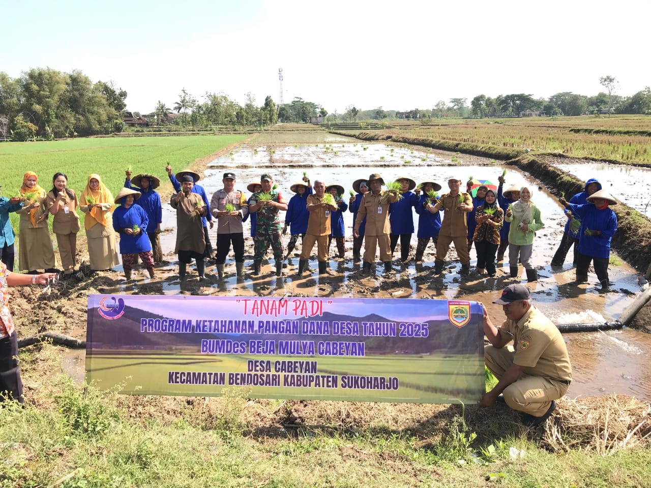 Penanaman padi yang diinisiasi BUMDes Bejo Mulyo, Desa Cabean, Kecamatan Bendosari, Sukoharjo yang memanfaatkan lahan sewa seluas 5 hektare, 8 Agustus 2025.