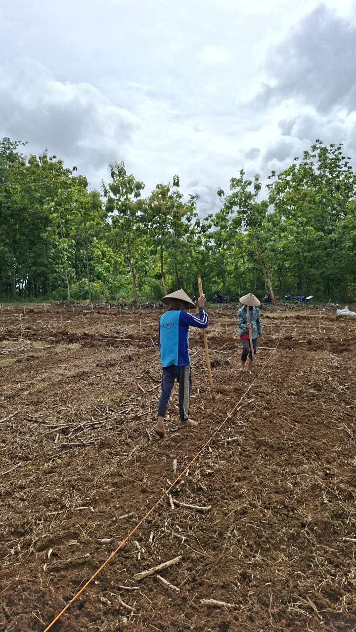 Penanaman jagung di Kecamatan Polokarto, Sukoharjo, belum lama ini.