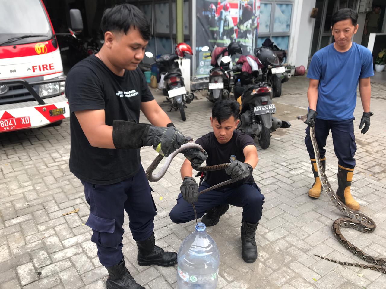 Damkar Boyolali sudah terlatih untuk mengevakuasi ular dengan aman.