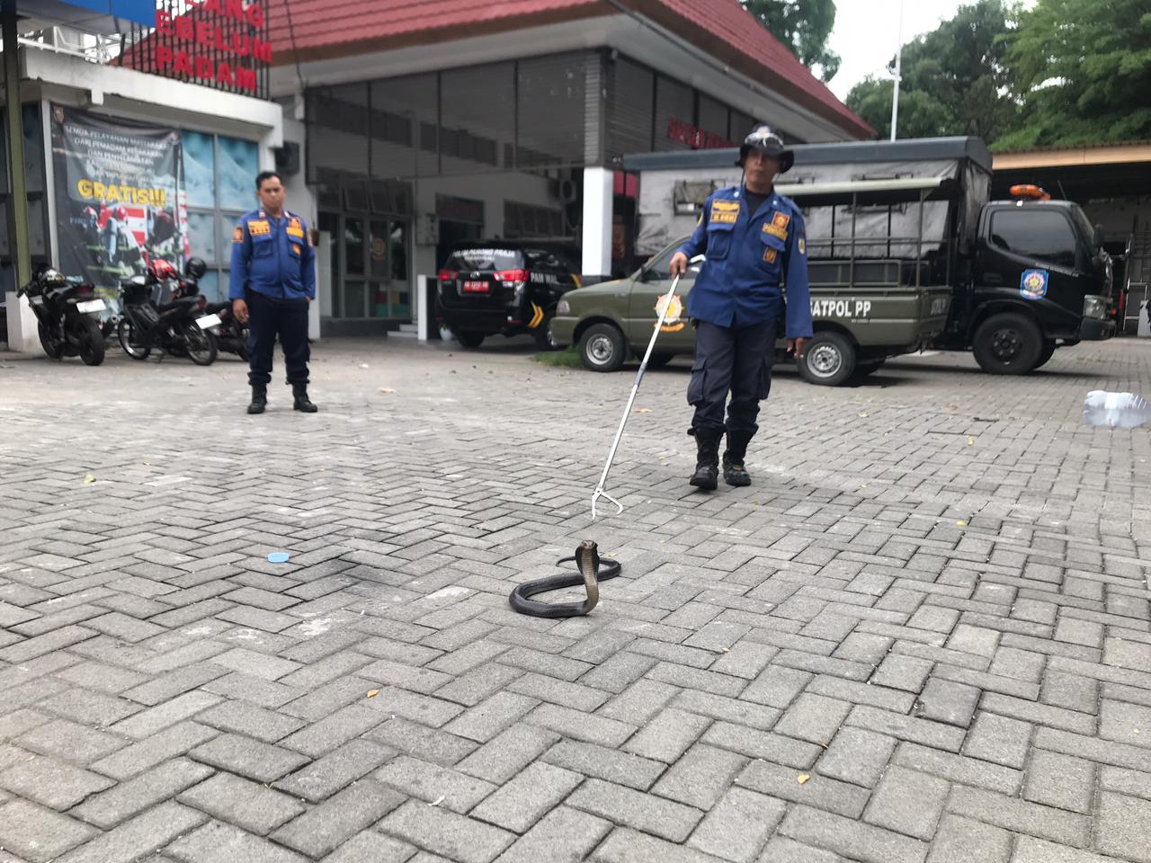 Ular kobra jawa yang bersembunyi di dapur rumah warga Mojosongo, Boyolali, berhasil dievakuasi personel Damkar Wonogiri, Senin (1/12/2025).