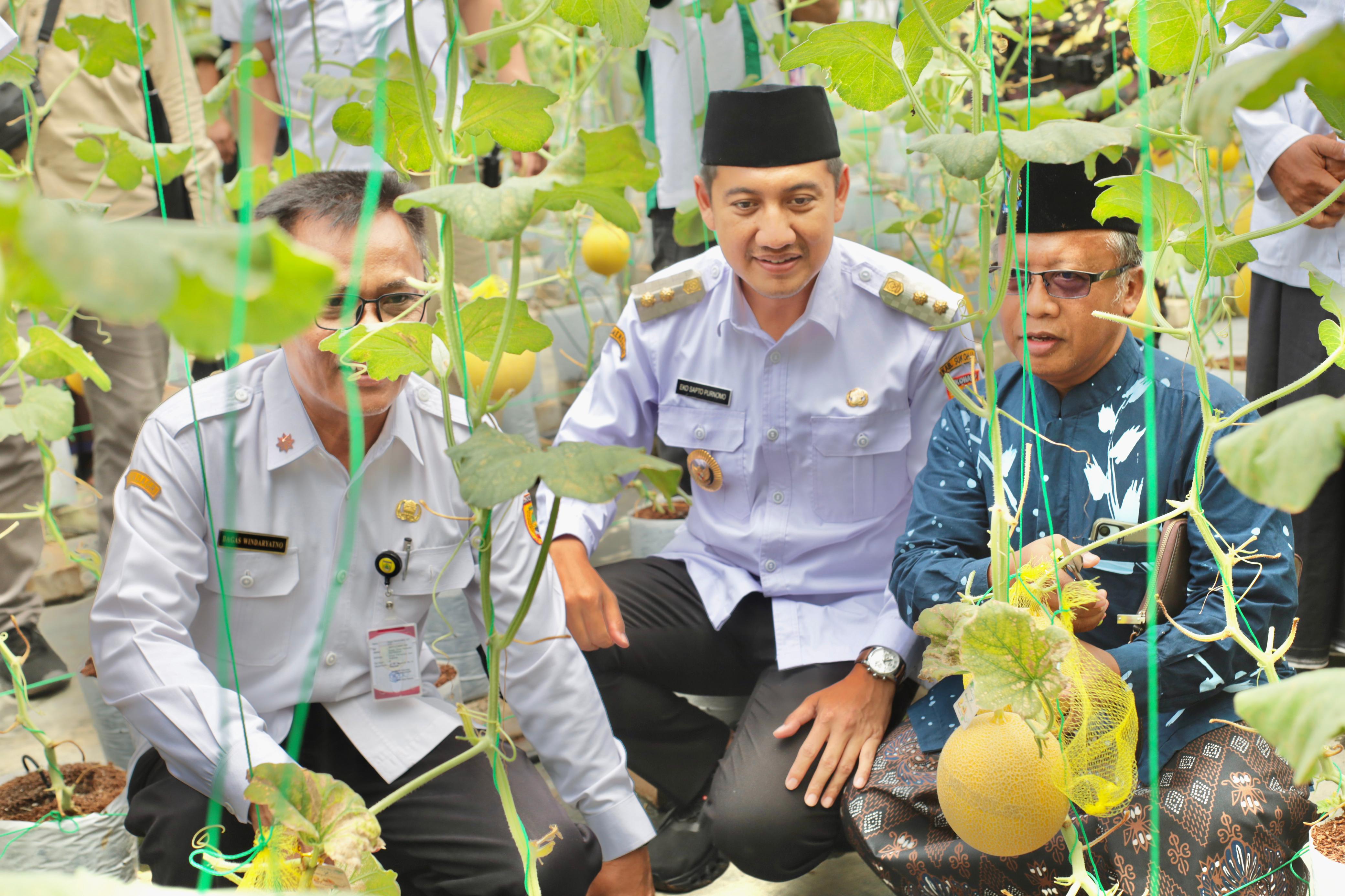 Wabup Sukoharjo Eko Sapto Purnomo panen melon di Ponpes Darul Hasan, Polokarto, Rabu (3/12).