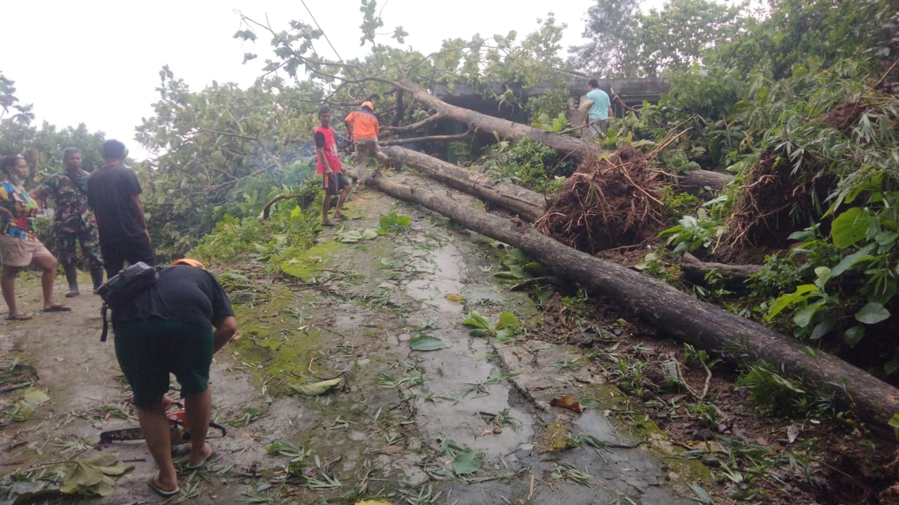 Relawan dibantu warga mengevakuasi pohon jati ukuran besar yang tumbang menimpa rumah di Dusun Kerjo RT 2 RW 9, Desa/Kecamatan Polokarto, Kamis siang (4/12).
