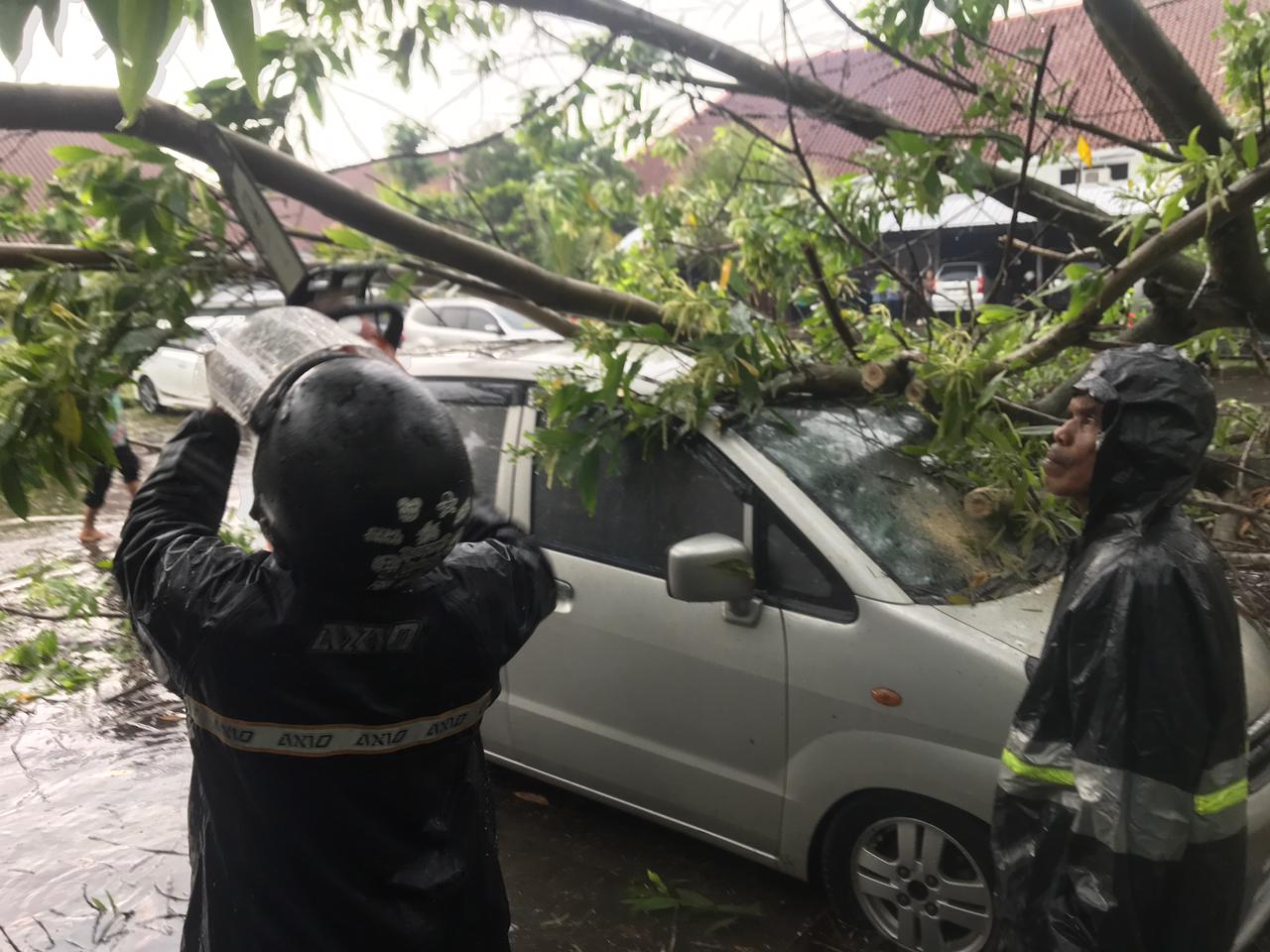 Boyolali Dilanda Angin Kencang, Pohon Akasia Ambruk Timpa Tiga Mobil di Parkiran Dispermasdes