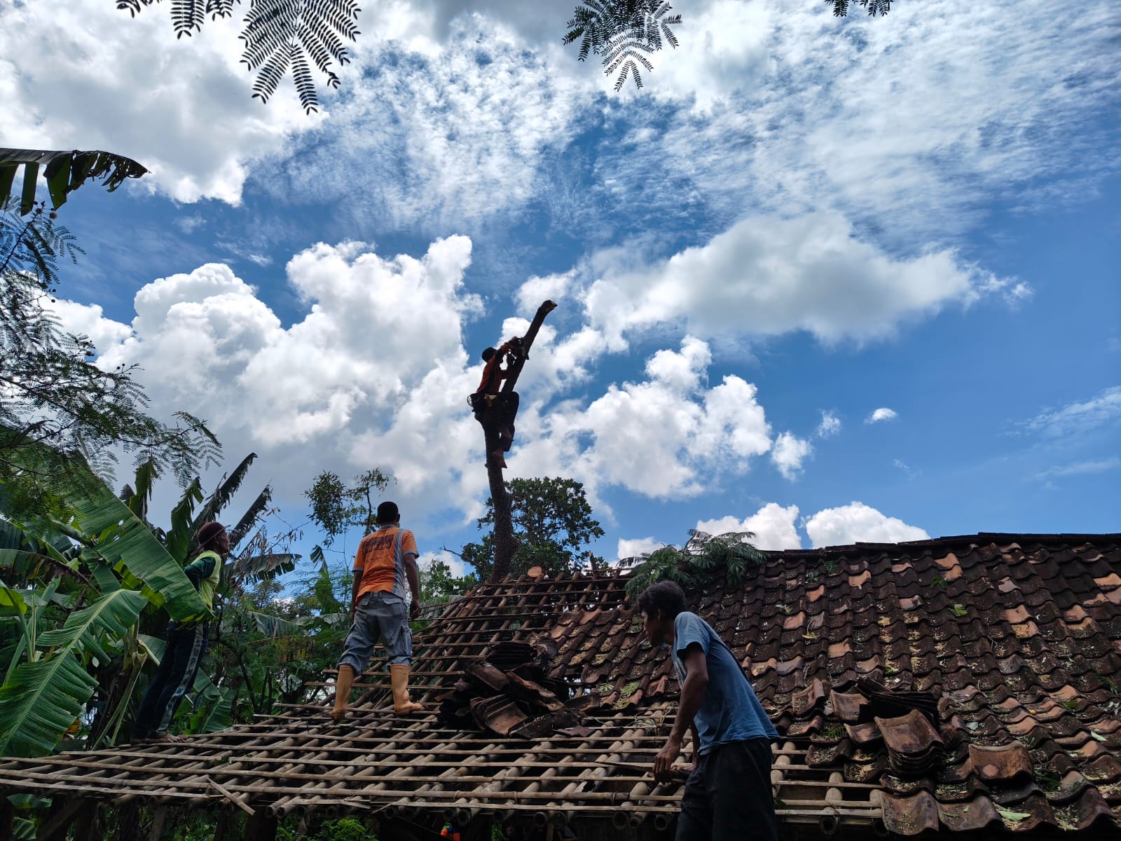 Penanganan pohon tumbang di wilayah Desa Ngadirojo Kidul, Wonogiri, Jumat (5)12/2025).