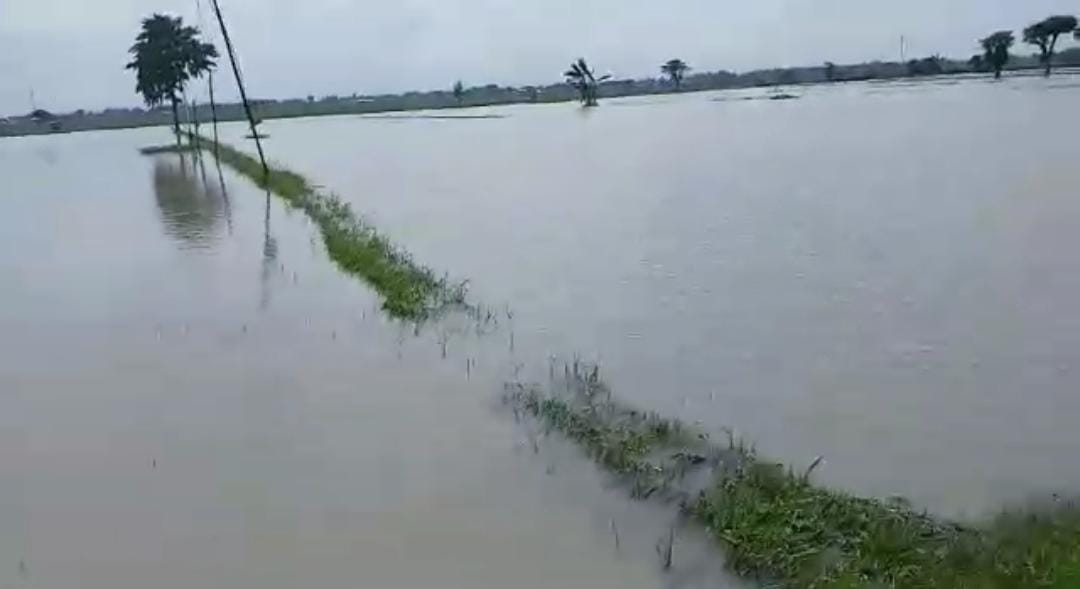 Kondisi sawah di Desa Jono, Kecamatan Tanon, Sragen terendam banjir, Sabtu (7/12/2025). (Ahmad Khairudin/Radar Solo)