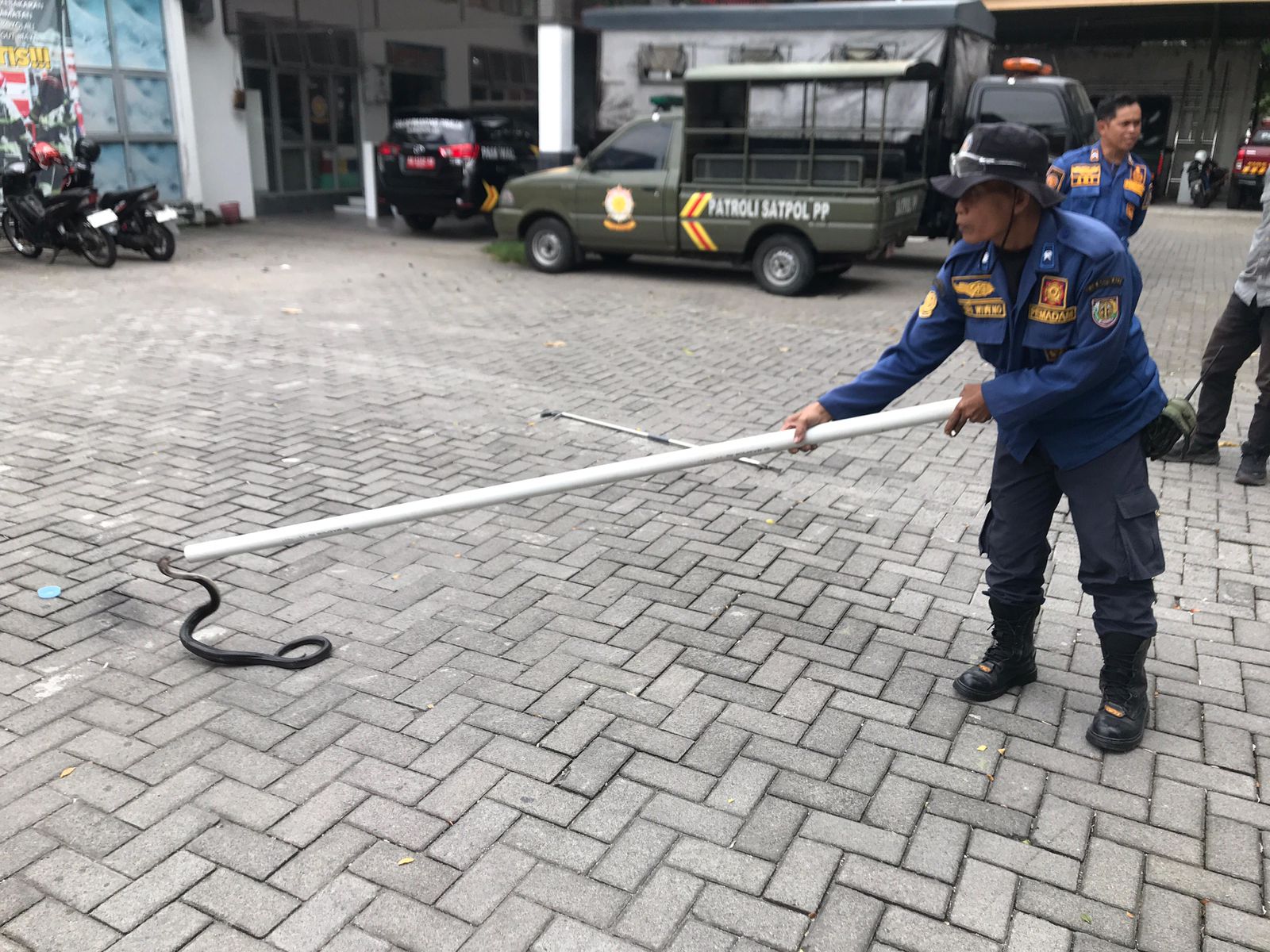 Damkar Boyolali mengamankan ular kobra yang berhasil dievakuasi dari rumah warga.