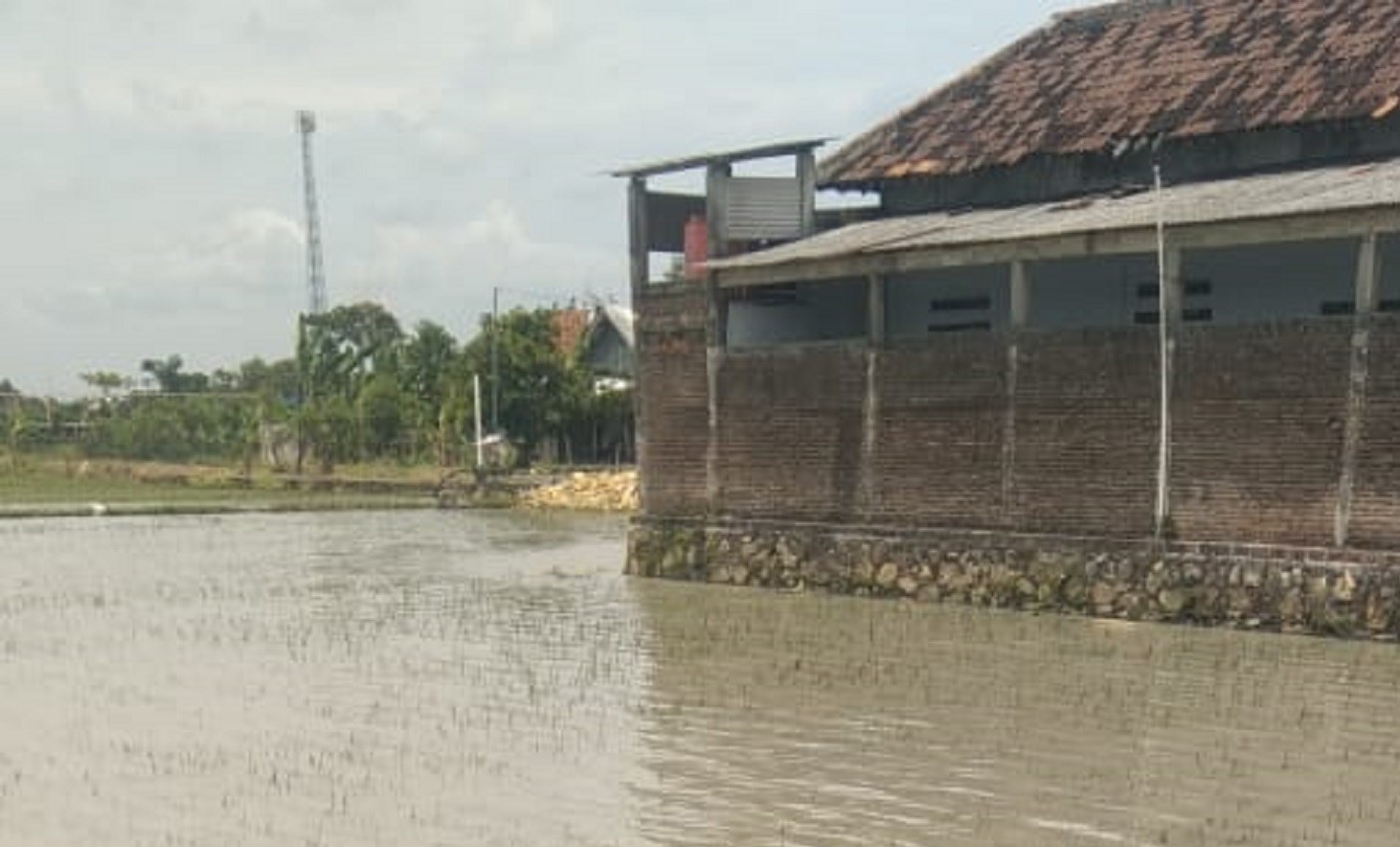 Lahan pertanian di Desa Jono, Kecamatan Tanon, Sragen yang terendam air saat musim hujan. (Ahmad Khairudin/Radar Solo)