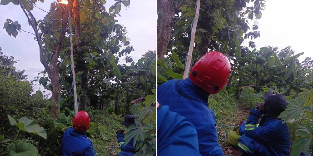 Damkar Boyolali mengevakuasi sarang lebah hutan.