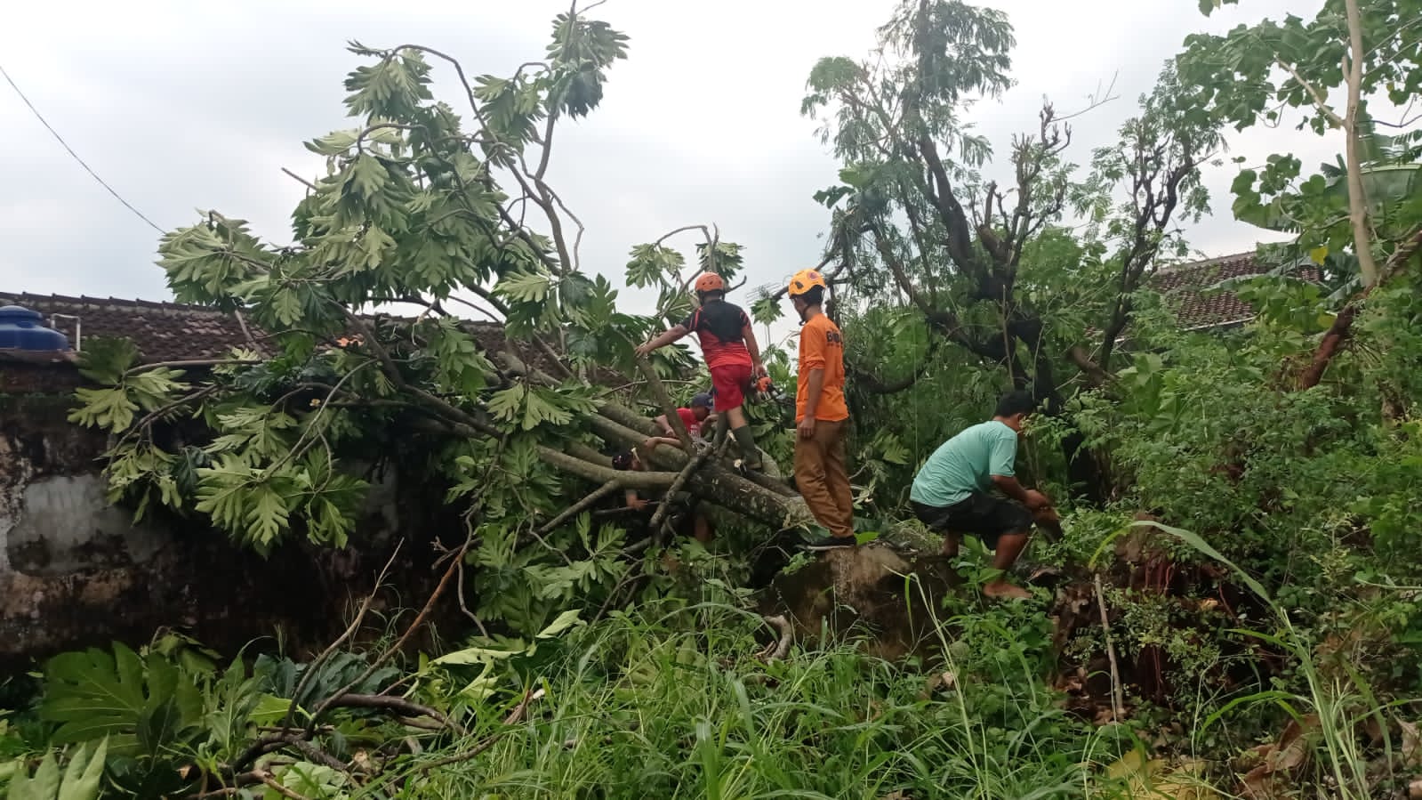 Pohon ambruk menimpa pagar rumah warga Kartasura, Sukohajo, Senin siang (22/12).