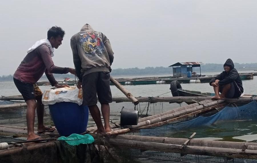 Permintaan ikan nila di Waduk Gajah Mungkur melonjak jelang Tahun Baru, penjualan tembus 1,5 ton dan harga tetap stabil.