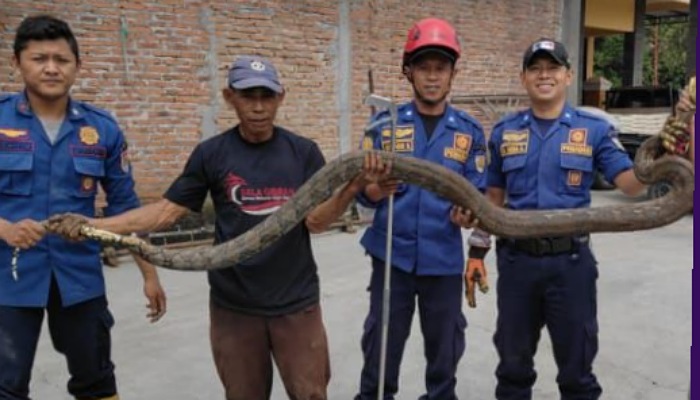 Evakuasi ular python dari saluran pembuangan air milik warga di Dukuh Kebon Moyo, Desa Tambak, Kecamatan Mojosongo, Boyolali.