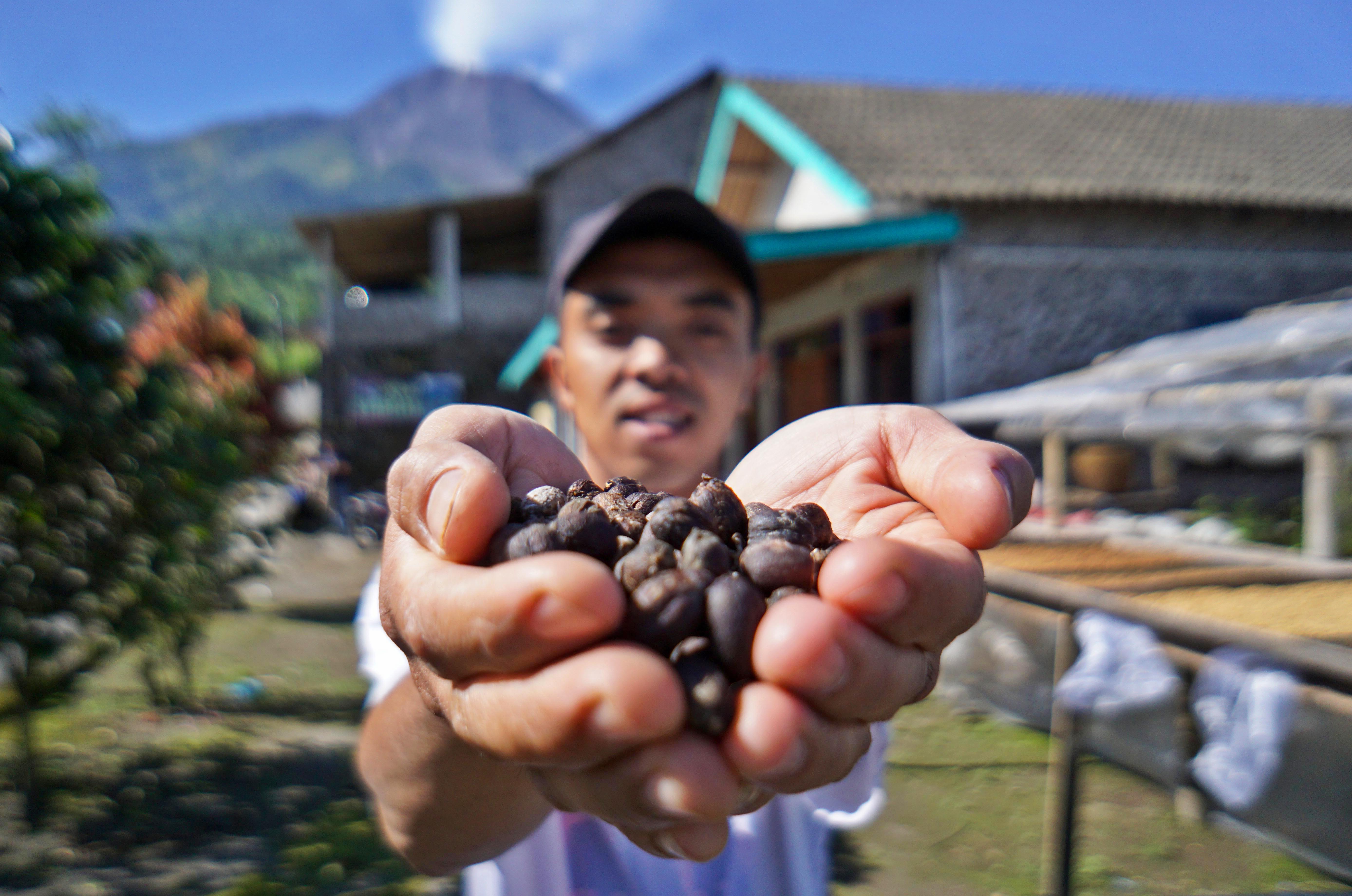 BERKEMBANG: Dusun Stabelan di Desa Tlogolele, Kecamatan Selo, Boyolali yang terletak dikaki Gunung Merapi memiliki destinasi pengembangan biji kopi.