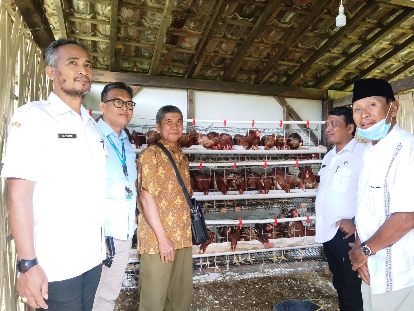 Peternakan ayam petelur yang dikembangkan Pemdes Mulur dan BUMDes Mulur untuk memberdayakan disabilitas.