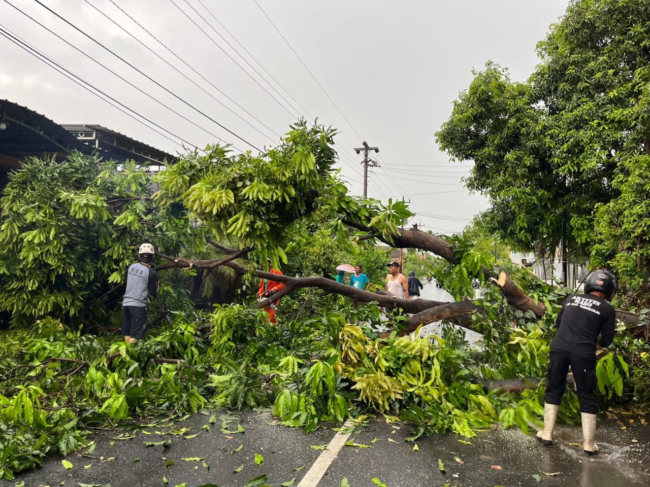 DIKEJAR WAKTU: BPBD Sukoharjo melakukan pemangkasan pada sebuah pohon tumbang.