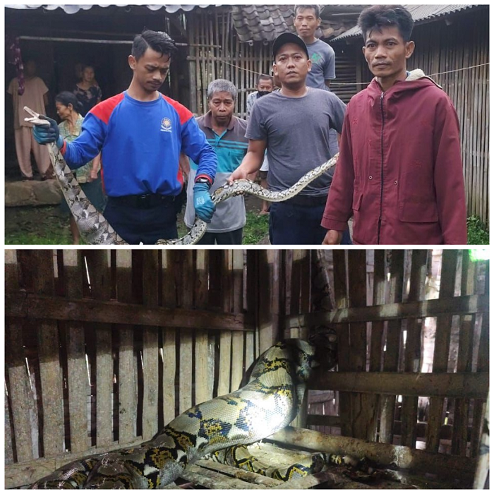 Tim Damkar Boyolali mengevakuasi ular dari kandang ternak ayam warga, Jumat (9/1/2025).