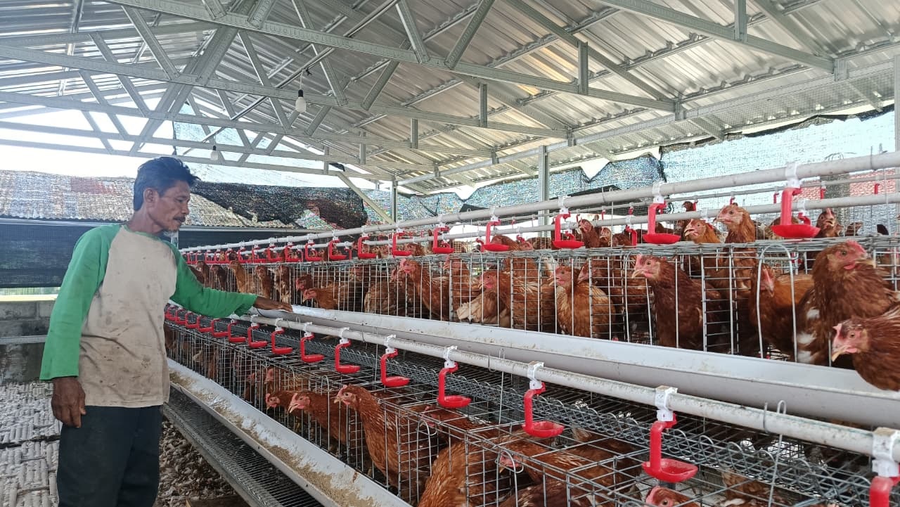 Sumarno mengurusi ternak ayam yang diintegrasikan dengan ketahanan pangan. (Alfida Nurkholisah/Radar Solo)