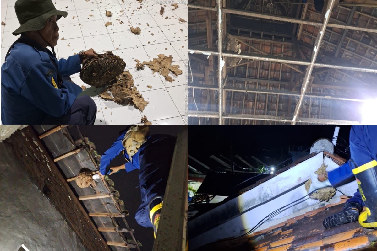 Proses evakuasi sarang tawon oleh Damkar Boyolali