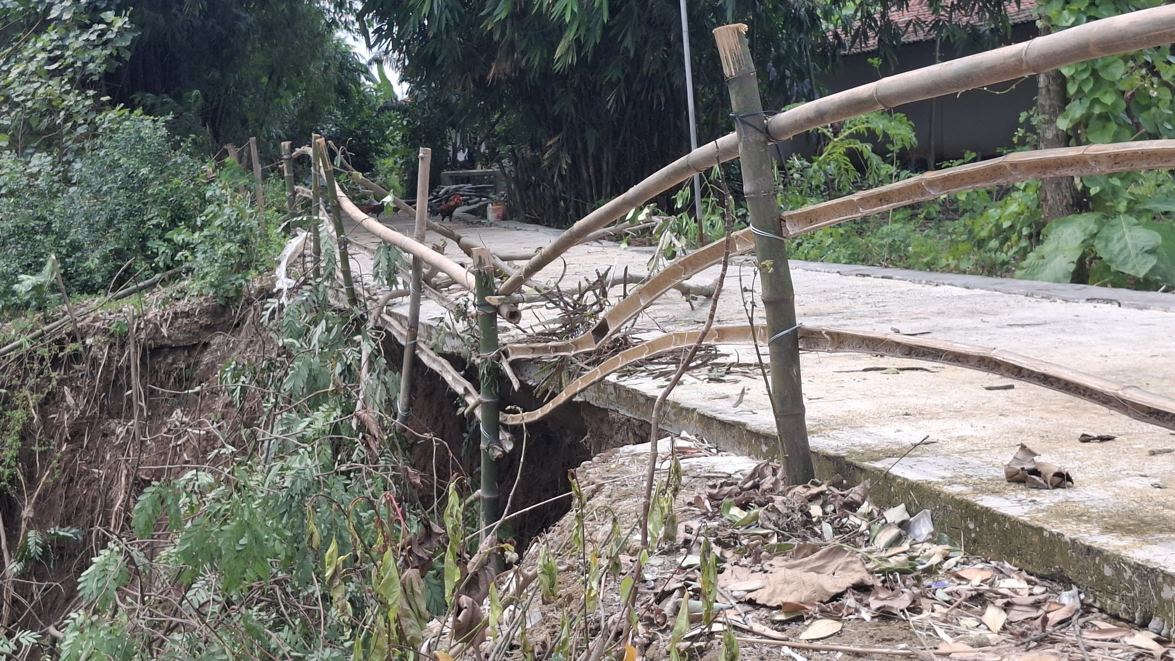 Jalan Dusun Sandang, Desa Kecik, Tanon, Sragen yang longsor tergerus Sungai Bengawan Solo, Jumat (16/1/2026). (Ahmad Khairudin/Radar Solo)