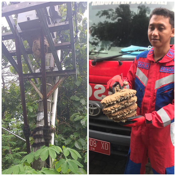 Sarang tawon jenis Vespa affinis ditemukan bertengger tepat di bawah trafo listrik di Kampung Bangun Harjo, Kelurahan Pulisen, Boyolali, Senin (19/1/2026).