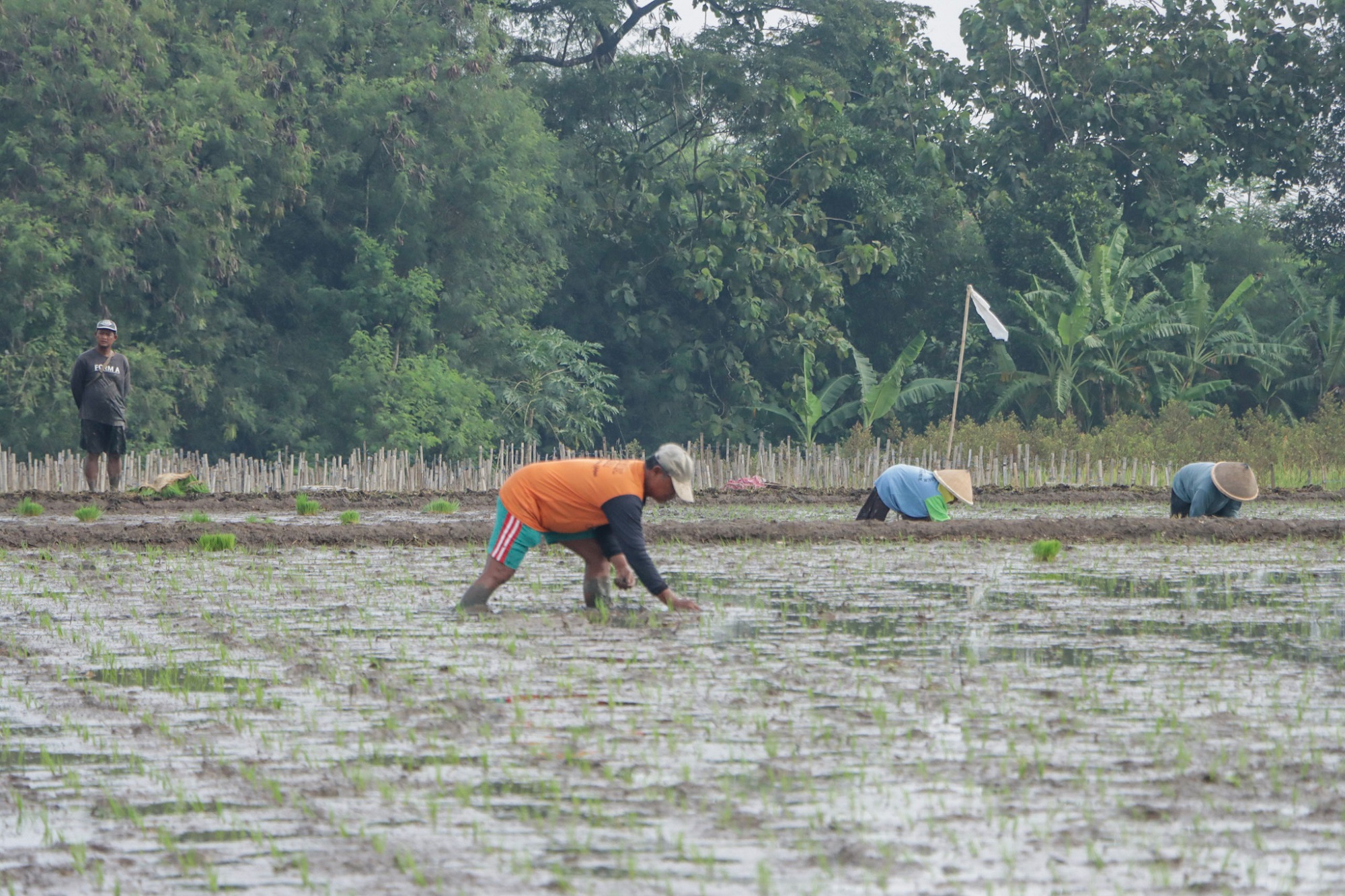 Petani di wilayah Kecamatan Polanharjo, Klaten mulai menggarap lahan padinya, Rabu (21/1/2026). (M.Ihsan/Radar Solo)
