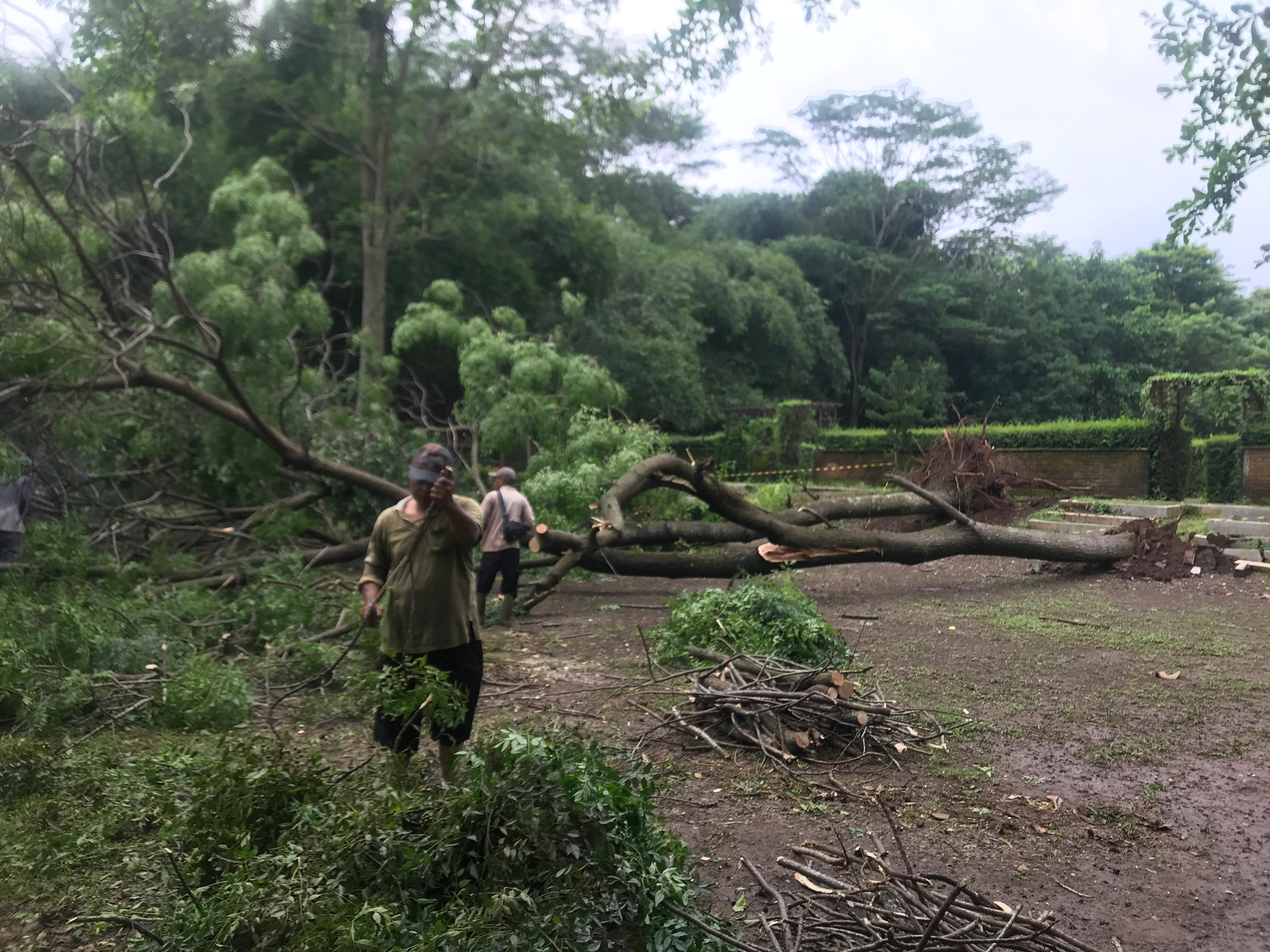 Belasan batang pohon peneduh di Kebun Raya Indrokilo Boyolali tumbang akibat dihempas lesus, Selasa(20/1/2026).