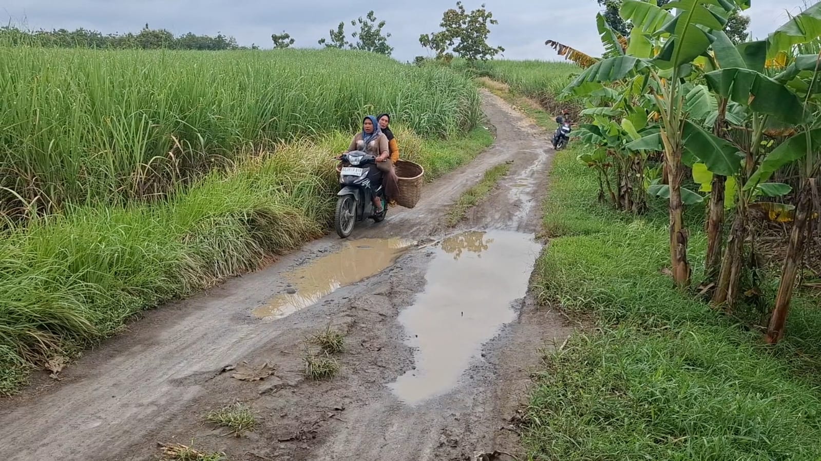 Jalan rusak lokasi Kades Ngepringan, Kecamatan Jenar, Sragen menggelar protes dengan aksi mandi lumpur. (Ahmad Khairudin/Radar Solo)