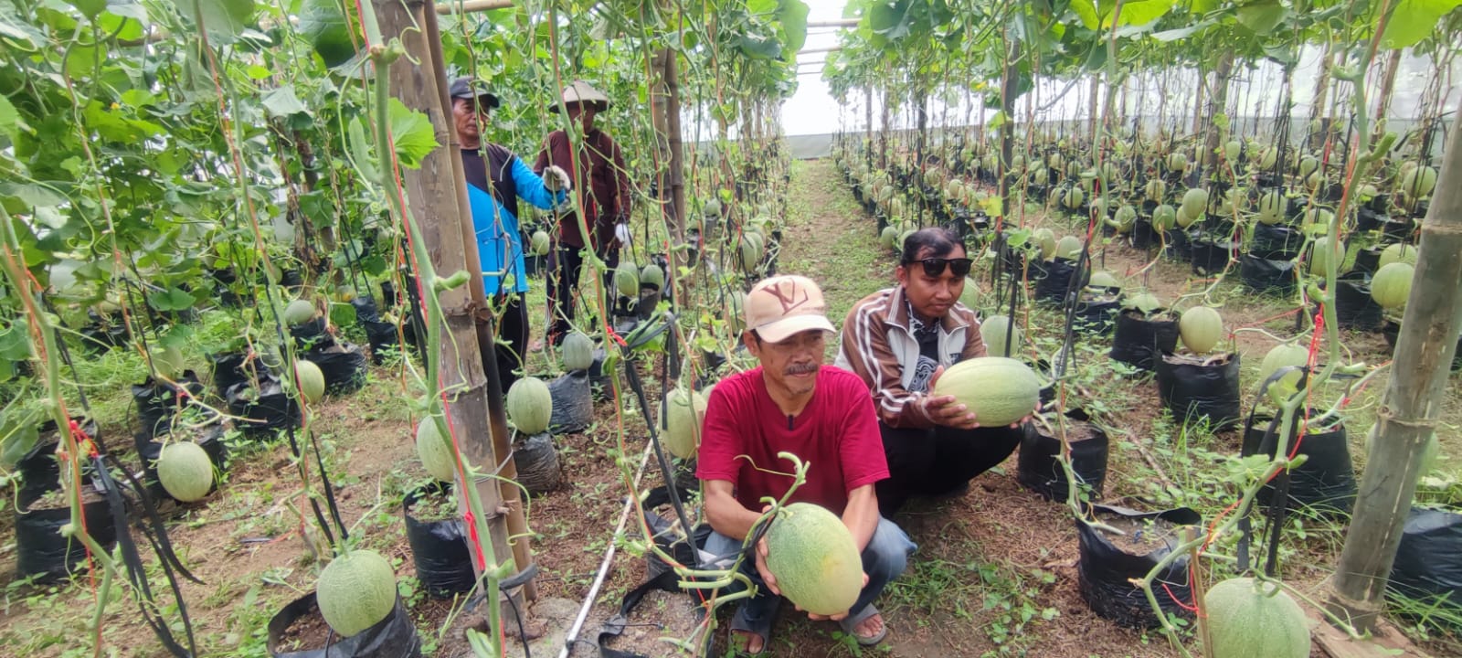 BUMDes Gabus Makmur di Desa Gabus, Kecamatan Ngrampal, Sragen panen melon. (Ahmad Khairudin/Radar Solo)