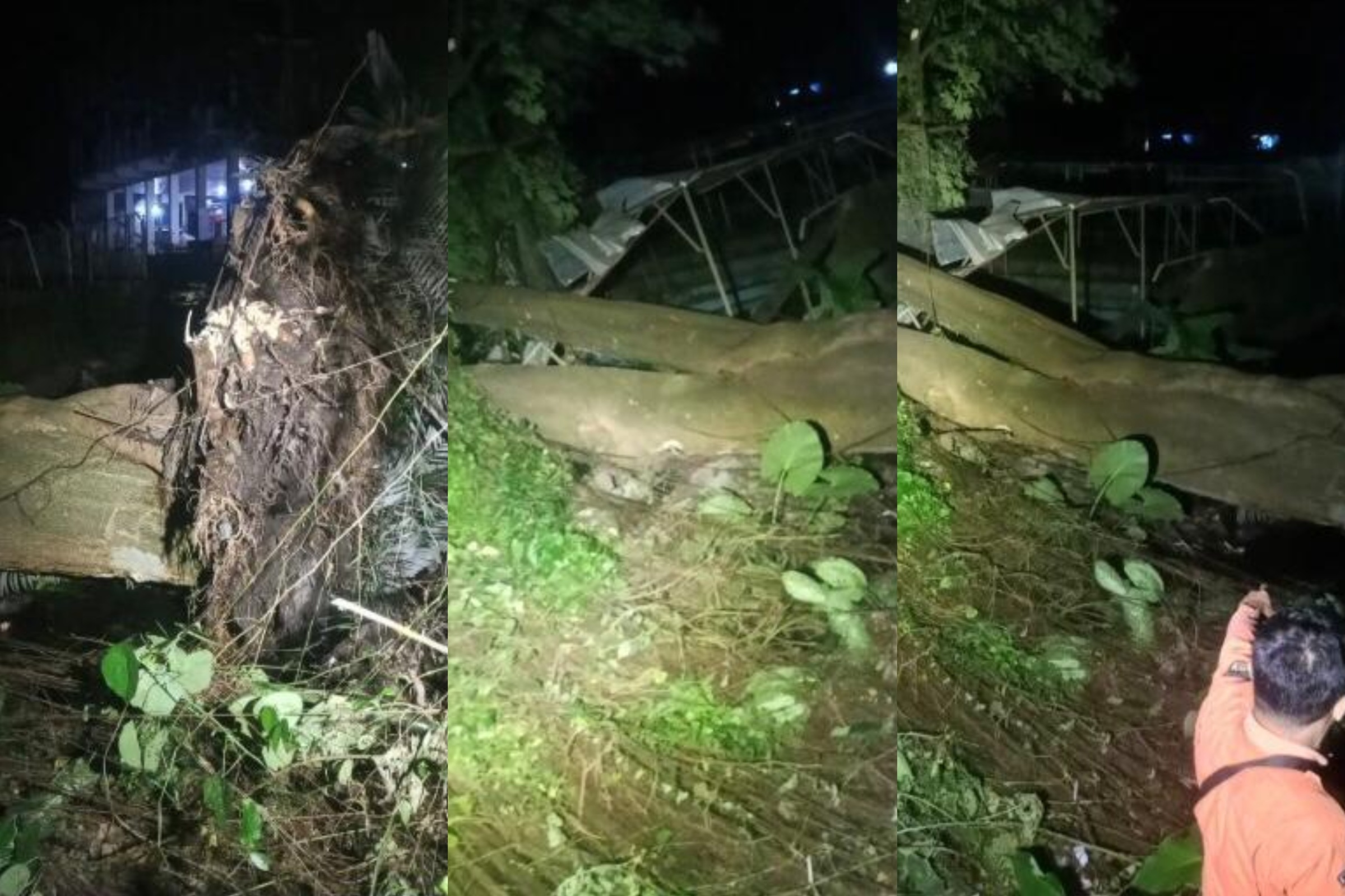 Pohon tumbang di Objek Wisata tlatar, Sabtu (24/1) malam