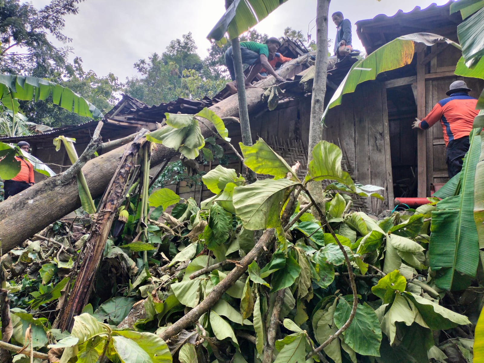 Personel BPBD Wonogiri dibantu warga memangkas pohon yang tumbang akibat angin kencang dan menimpa rumah warga.