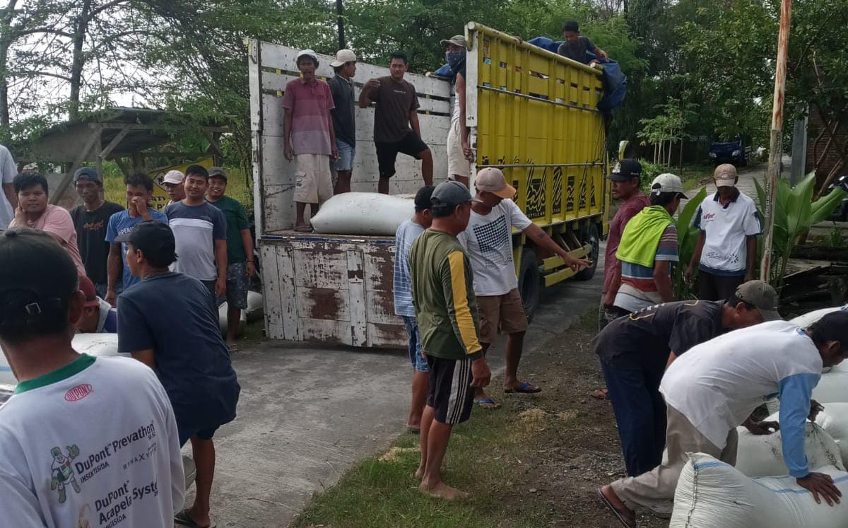 Petani angkut gabah ke truk. Tahun ini, Bulog ditarget serap sebesar 93.750 ton.