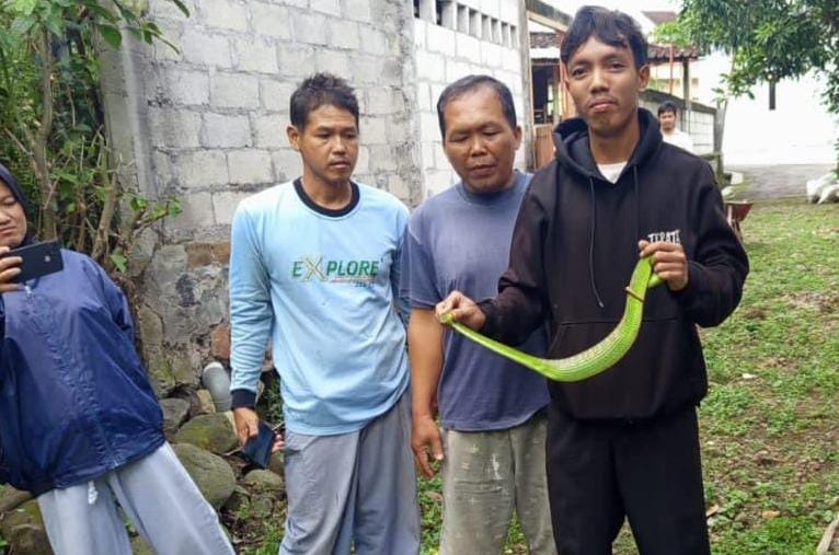 Ular hijau yang dievakuasi di rumah warga Dusun Dagen, Desa Suruh, Kecamatan Tasikmadu, Karanganyar, Kamis (29/1/2026) pagi. (Rudi Hartono/Radar Solo)